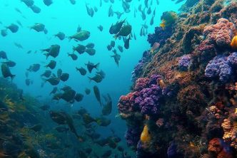 Immersioni Jeju Isole Scuole Diving