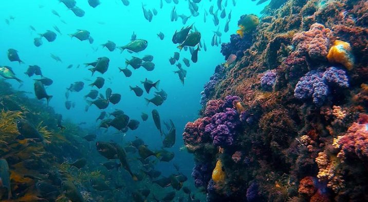 Immersioni Jeju Isole Scuole Diving