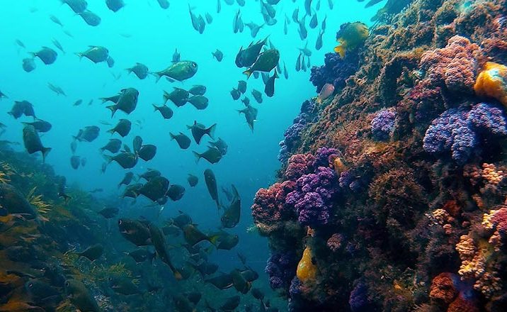 Immersioni Jeju Isole Scuole Diving