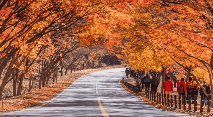 Viaggio Corea Foliage