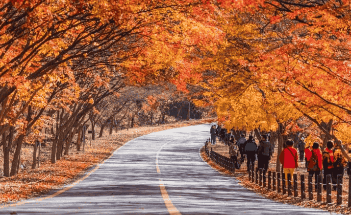 Viaggio Corea Foliage