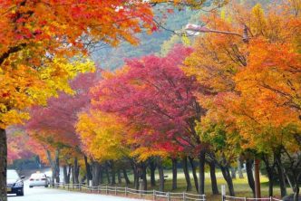 foliage corea del sud quando dove andare 2024