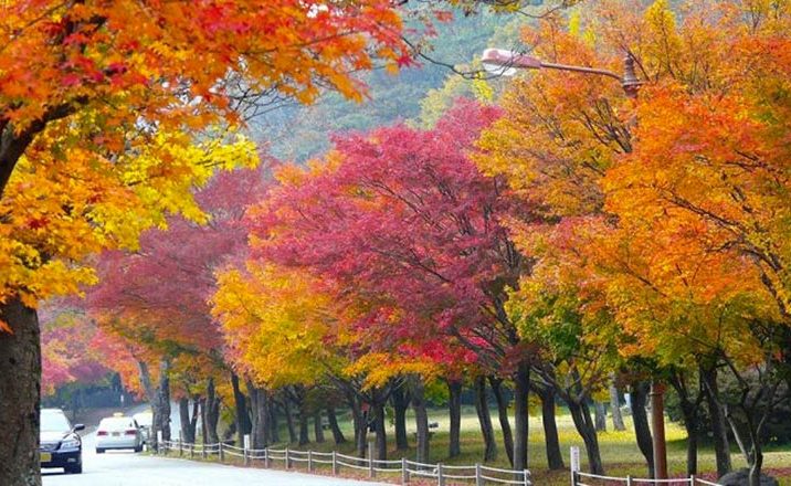 foliage-corea-sud-quando-dove-andare-2024