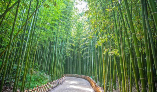 Bamboo Forest 