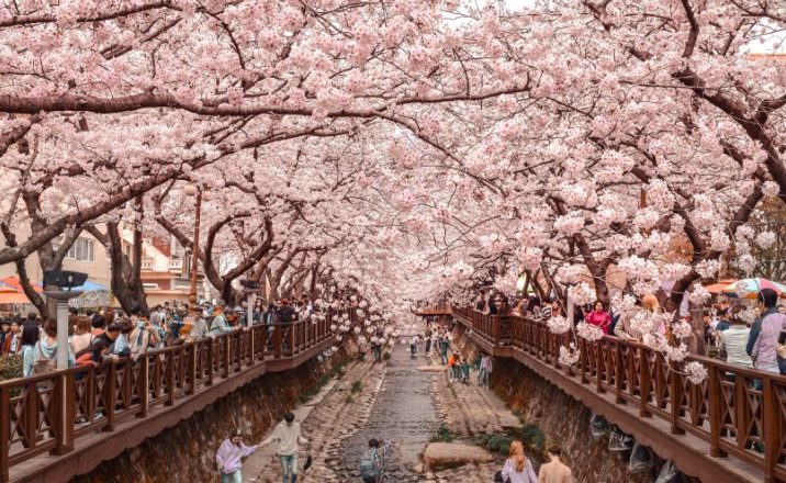 fioritura ciliegi corea cherry blossom seul