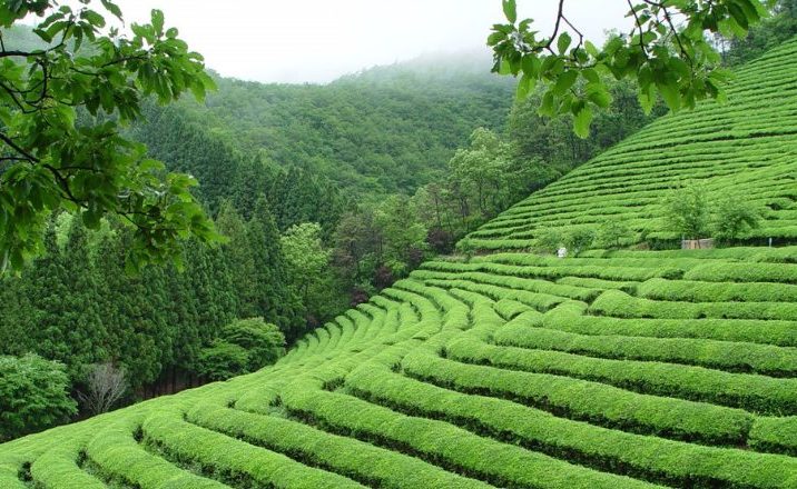 visitare piantagioni te boseong cultura te corea del sud